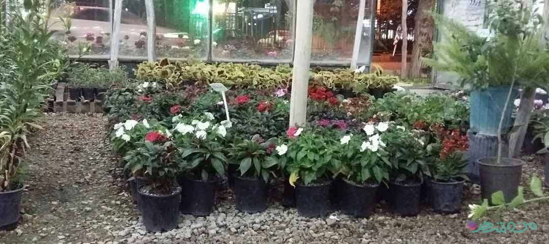 گل فروشی نهال نیکو اصفهان